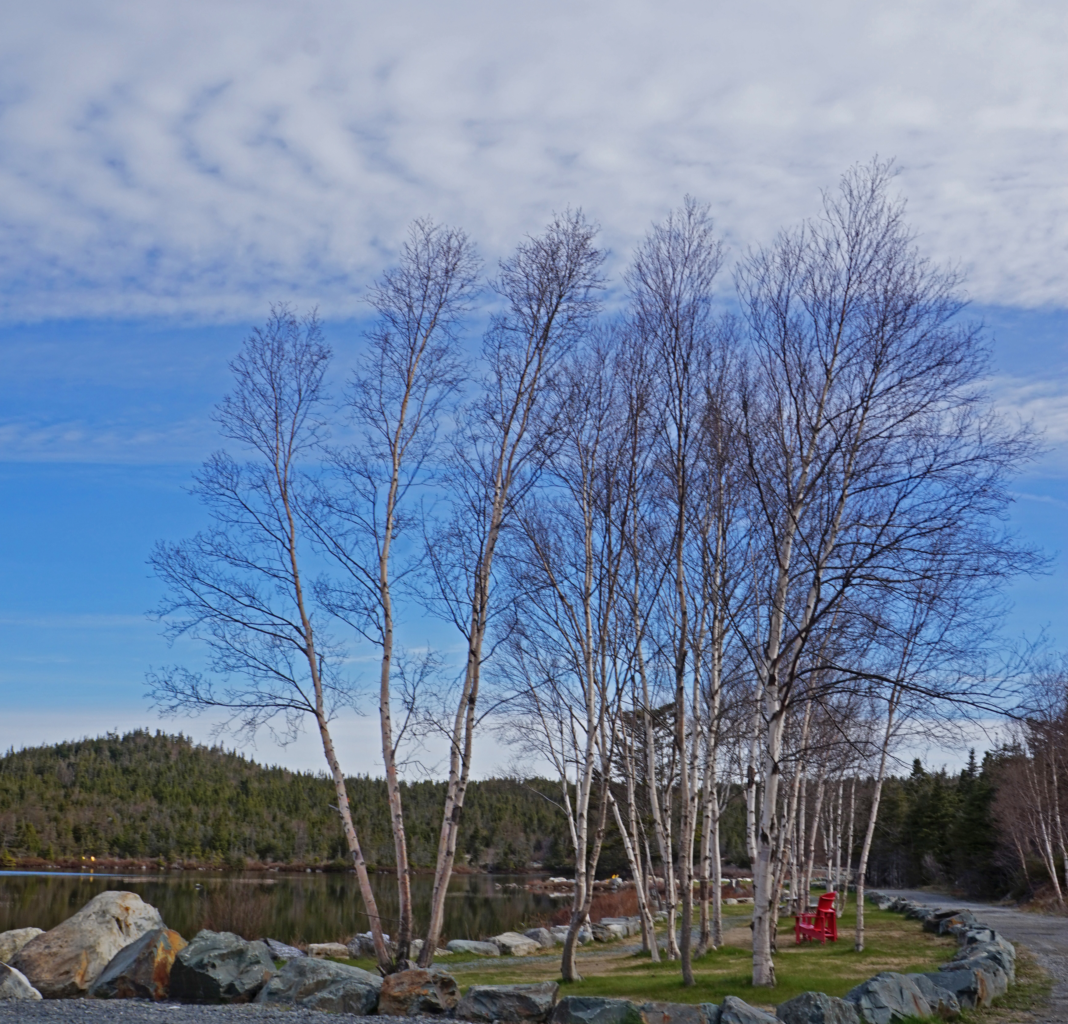 Birch Trees in Spring
